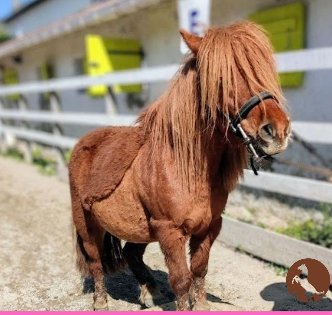 Clochette, poney shetland