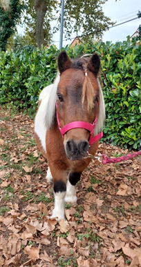 Huby, poney shetland
