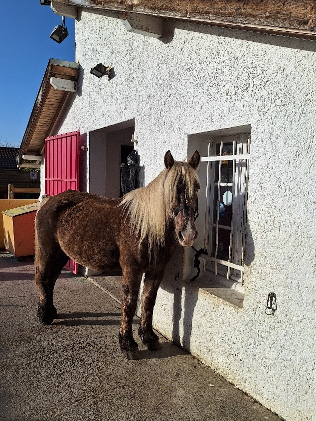 Pampourette, poney D